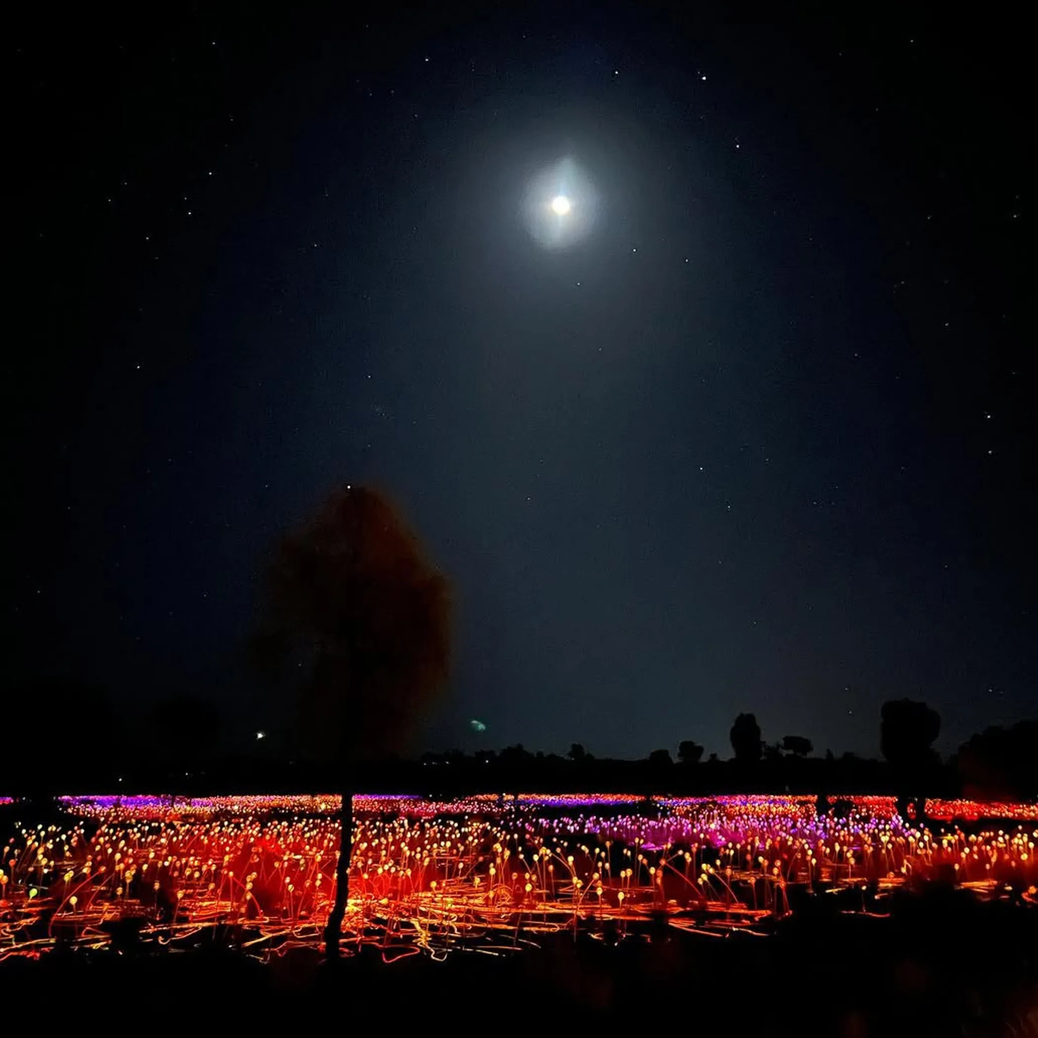 uluru field of light experience